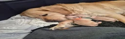 Golden Retriever dogs for sale: Golden Retriever puppies - Advert 11