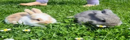 Mini Lop rabbits for sale: Mini lop bunnies  - Advert 1
