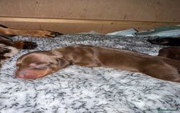 Dachshund dogs for sale: Miniature dachshund puppies  - Image 7