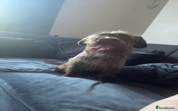 Mixed Breed dogs for sale: New home needed for Lola - Image 1