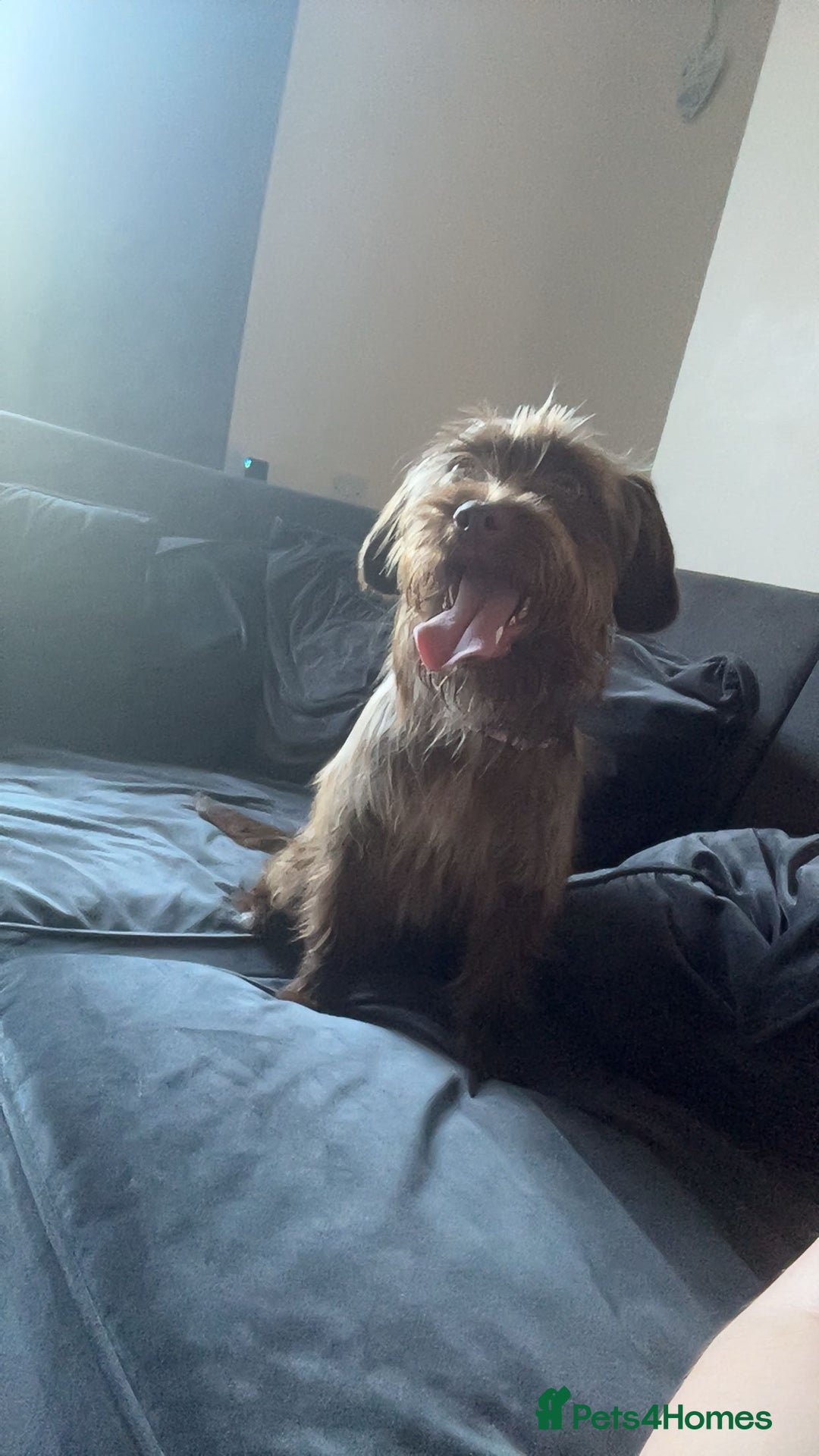 Mixed Breed dogs for sale: New home needed for Lola - Image 1