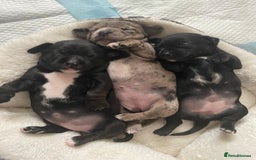 Mixed Breed dogs for sale: Dalmatian X Chiweenie Puppies - Image 2