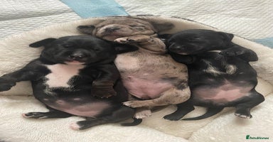 Mixed Breed dogs - Advert 3