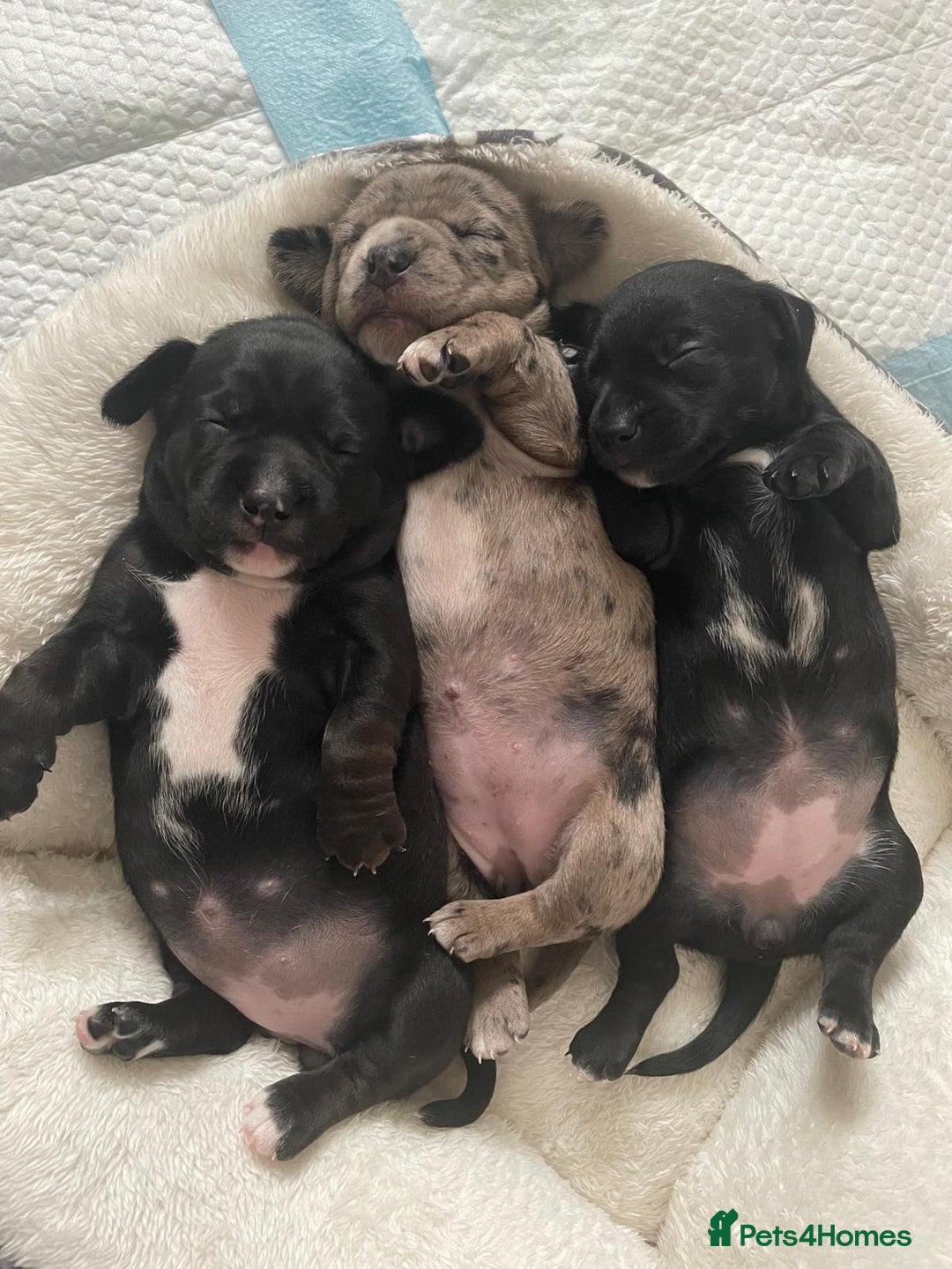 Mixed Breed dogs for sale: Dalmatian X Chiweenie Puppies - Image 2