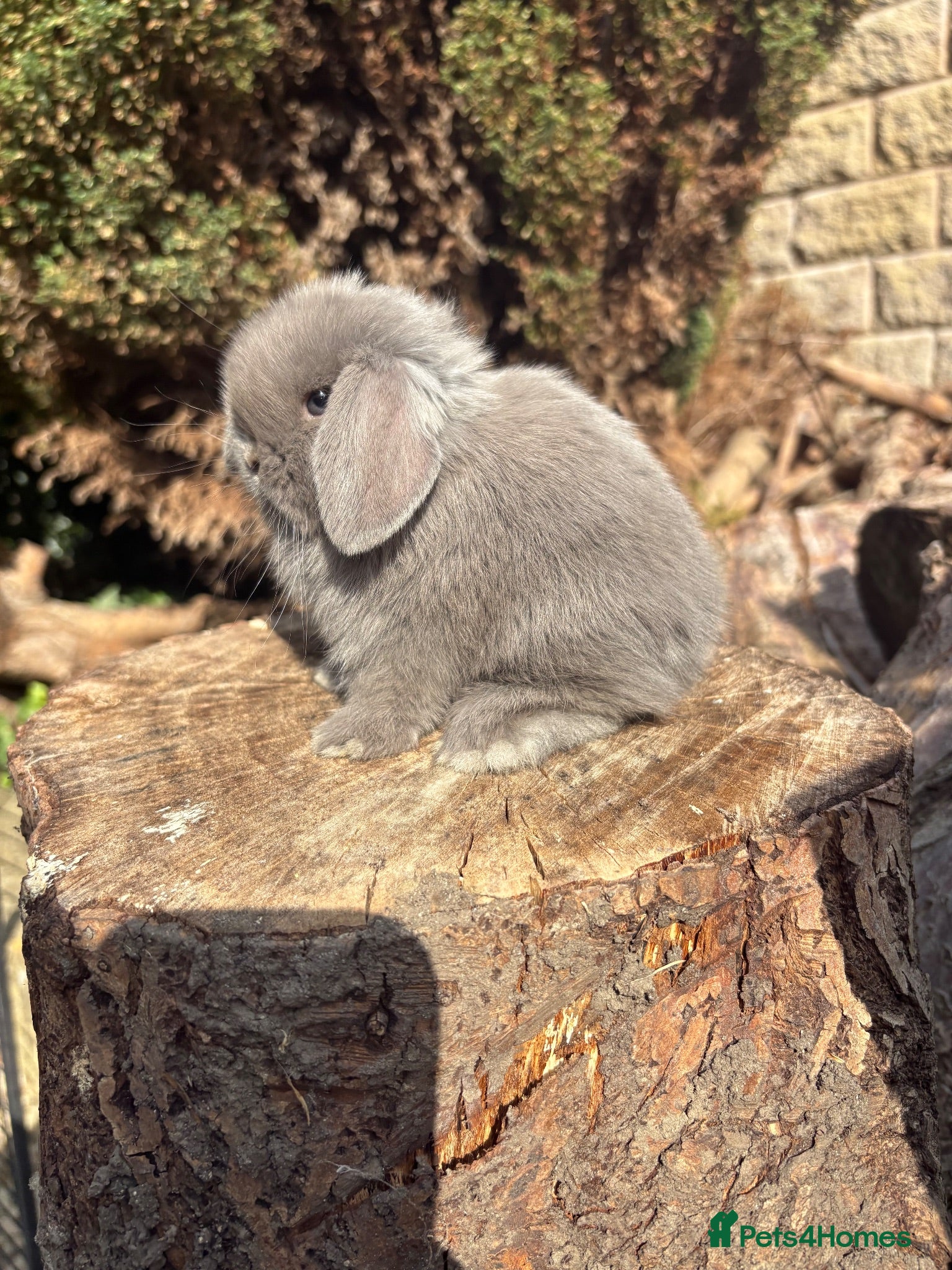 Mini Lop rabbits Mini lops true to type  - Advert 1
