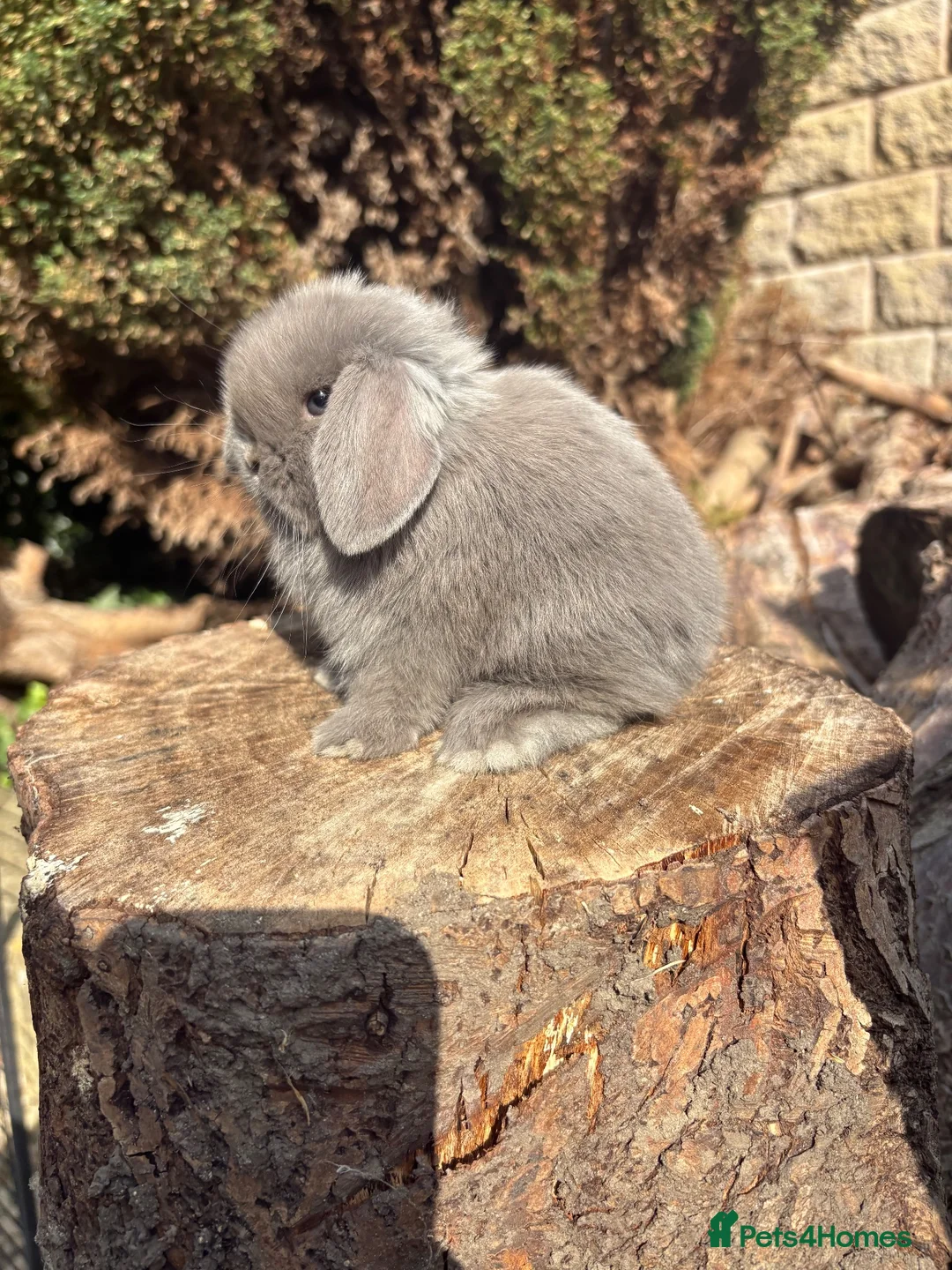 Mini Lop rabbits for sale: Mini lops true to type  - Advert 1