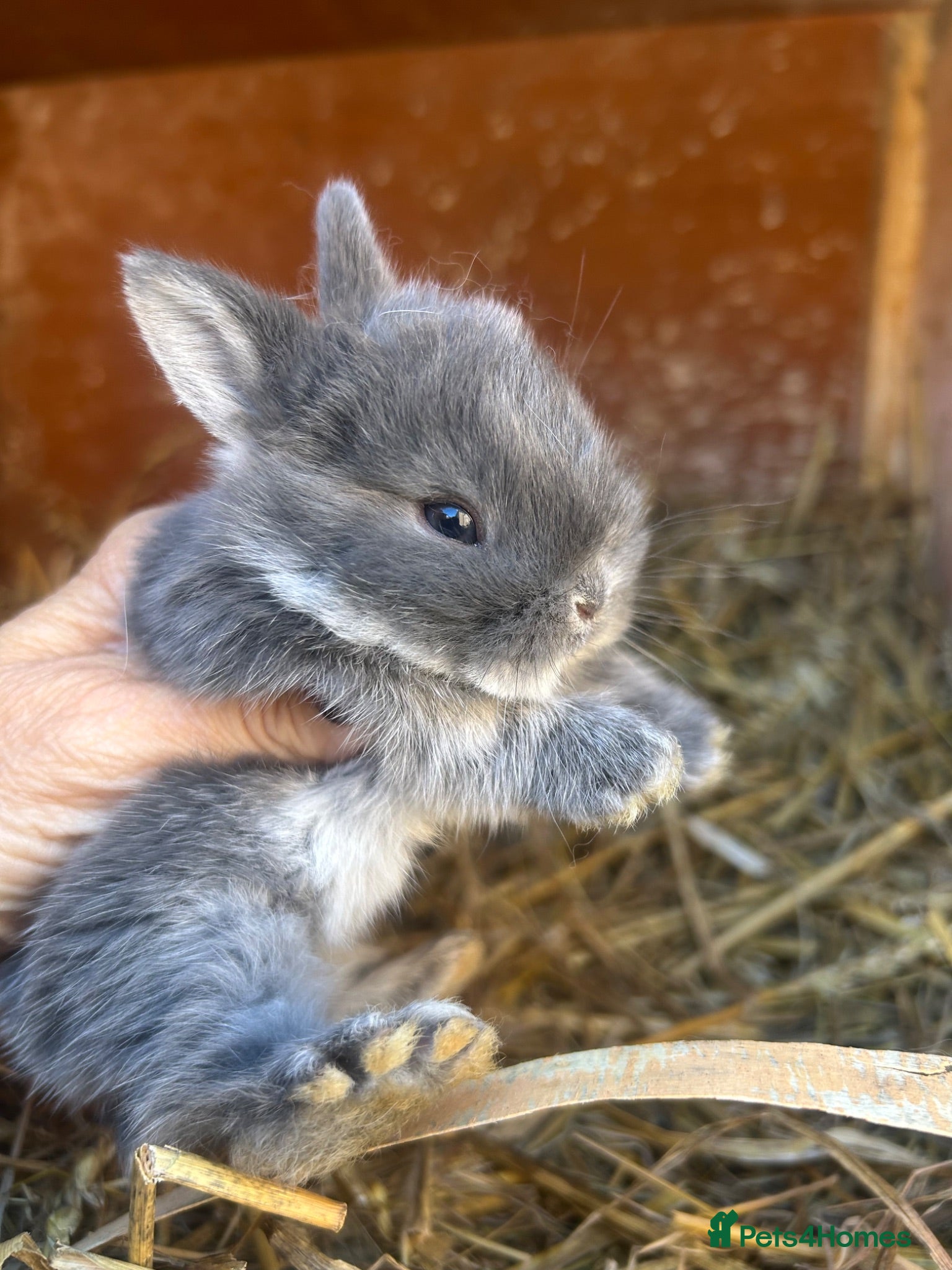 Mini Lop rabbits Stunning pure mini lop & Netherland dwarf X ML   - Advert 13