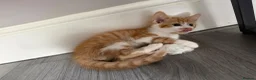 Mixed Breed cats for sale: 5 lovely kittens for sale  - Advert 18