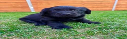 Labradoodle dogs for sale: Labradoodle Babies 🐾🐾🐾 - Advert 7