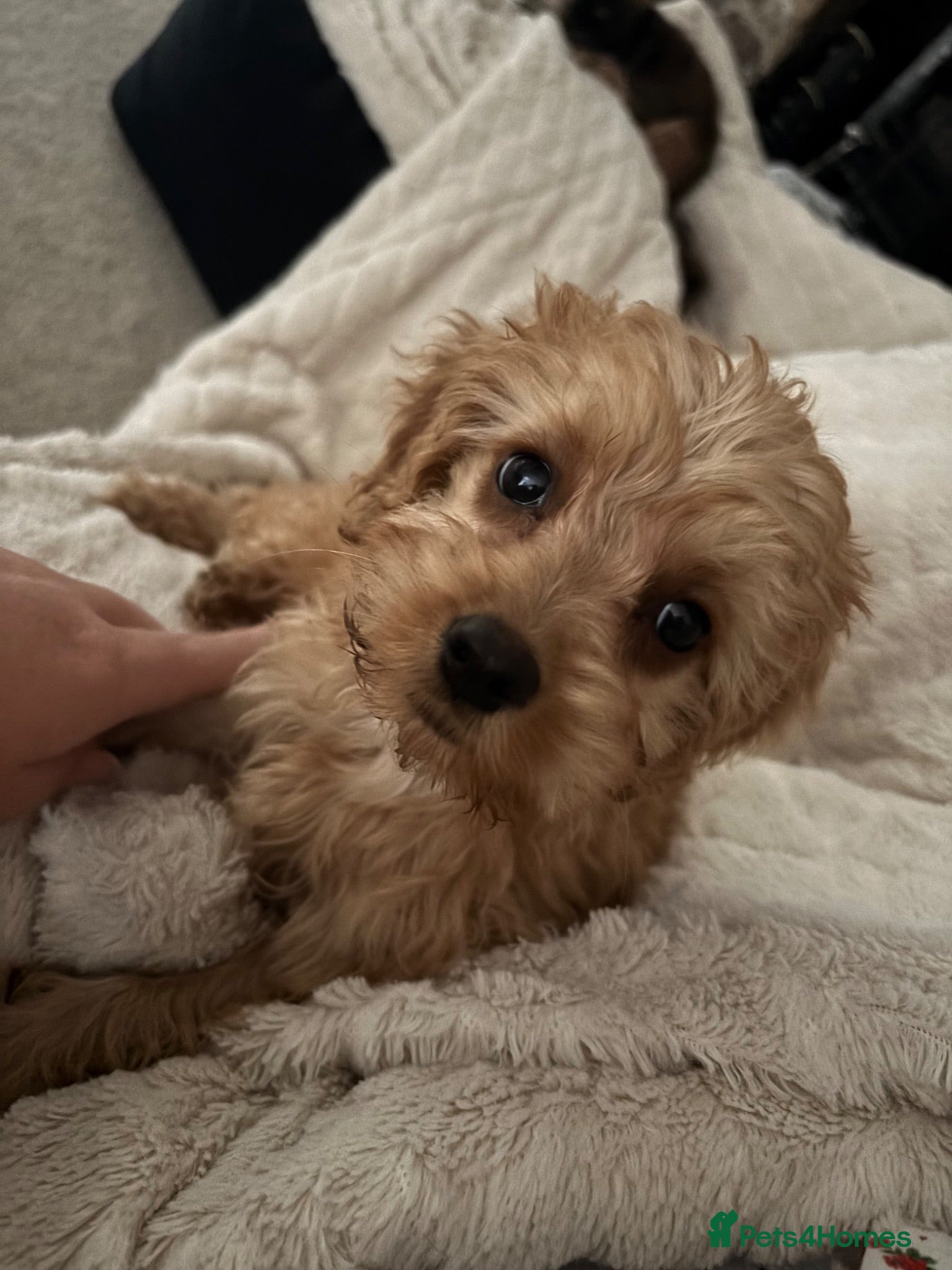 Cockapoo dogs Toy F1 cockapoo 🤍 - Advert 1