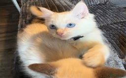 Ragdoll cats for sale: GCCF Beautiful Ragdoll Kittens - Image 19