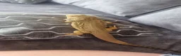 Bearded Dragon reptiles for sale: Bearded dragon for sale  in Manchester - Advert 9