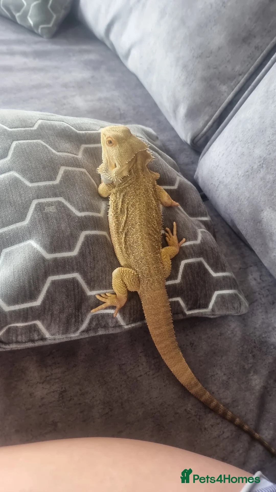 Bearded Dragon reptiles for sale: Bearded dragon for sale  in Manchester - Advert 9