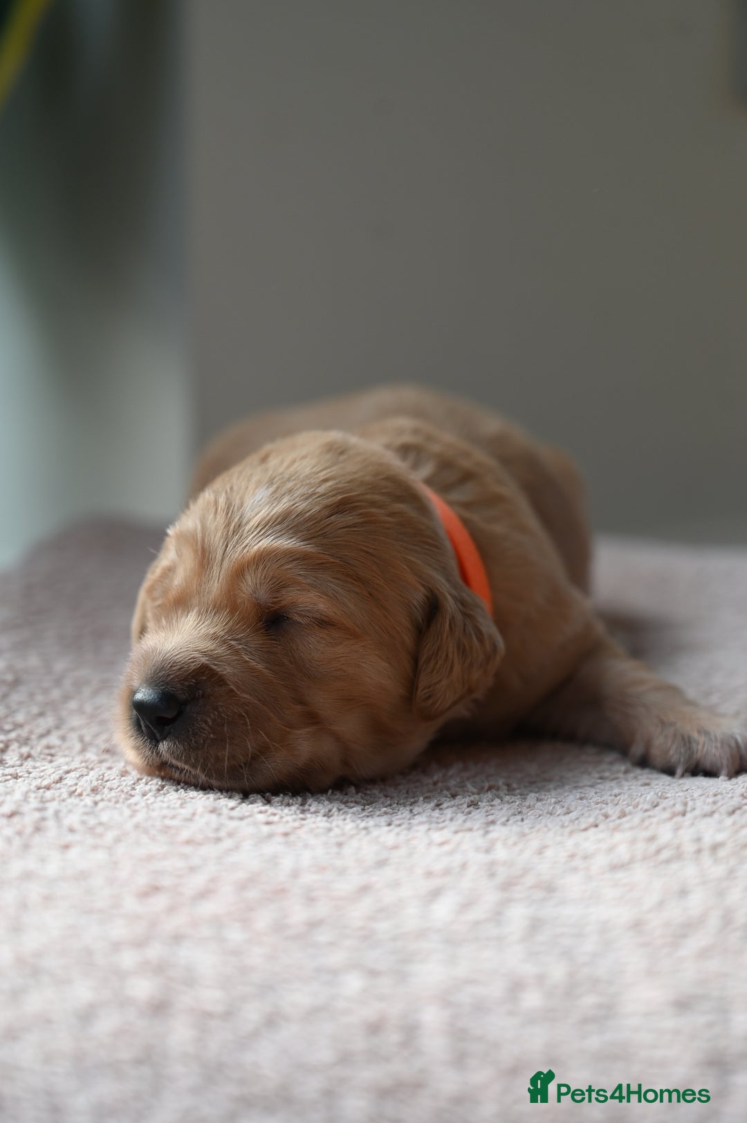 Golden Retriever dogs for sale: Golden Retriever pups for sale - Advert 13