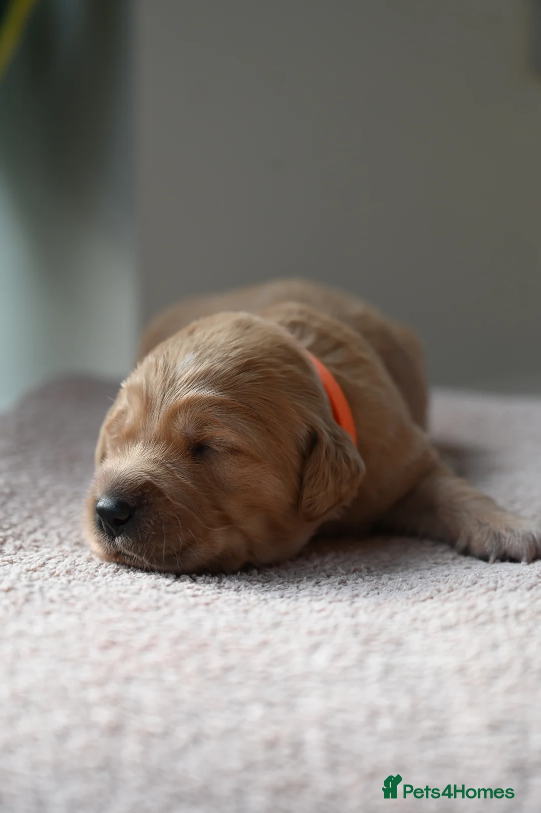 Golden Retriever dogs for sale: Golden Retriever pups for sale - Advert 14