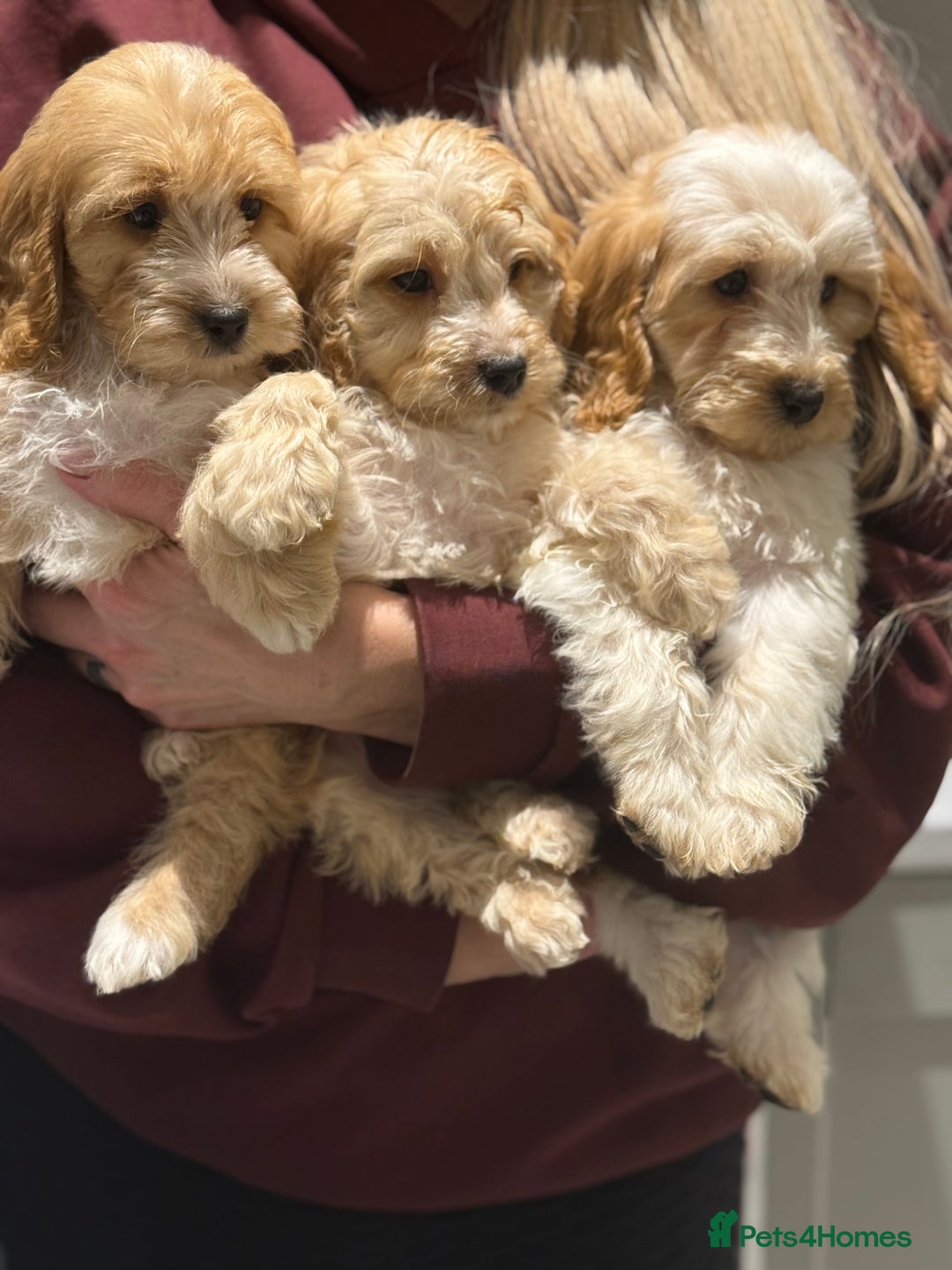Cavapoo dogs for sale: F1 CAVAPOOS BOYS AND GIRLS - Advert 14