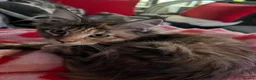 Maine Coon cats for sale: Beautiful 🐈‍⬛  - Advert 23