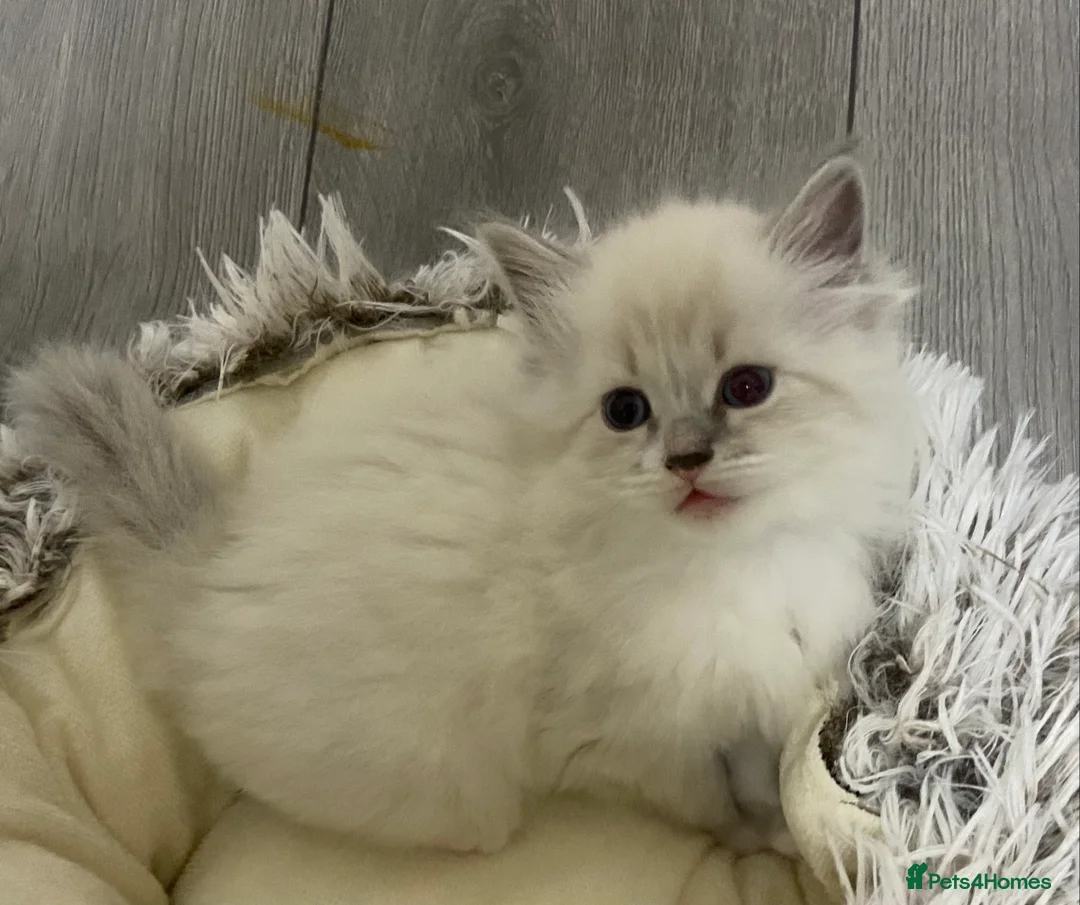 Siberian cats for sale: Siberian Kittens Neva Masquerade White - Advert 8