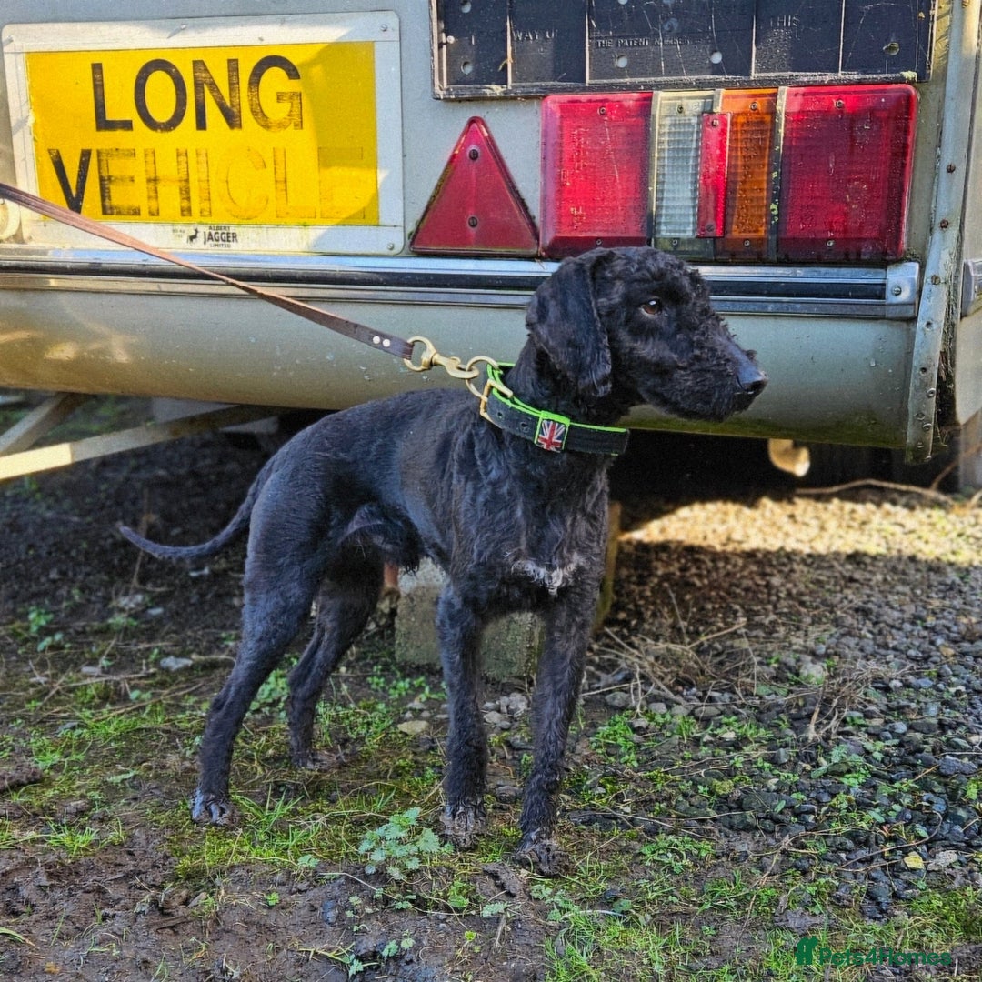 Bedlington Terrier dogs for stud: KC Reg’d Bedlington Terrier at Stud - Advert 14