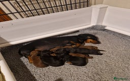 Miniature Dachshund dogs for sale: Kc reg PRA clear miniature dachshund puppies  - Image 9