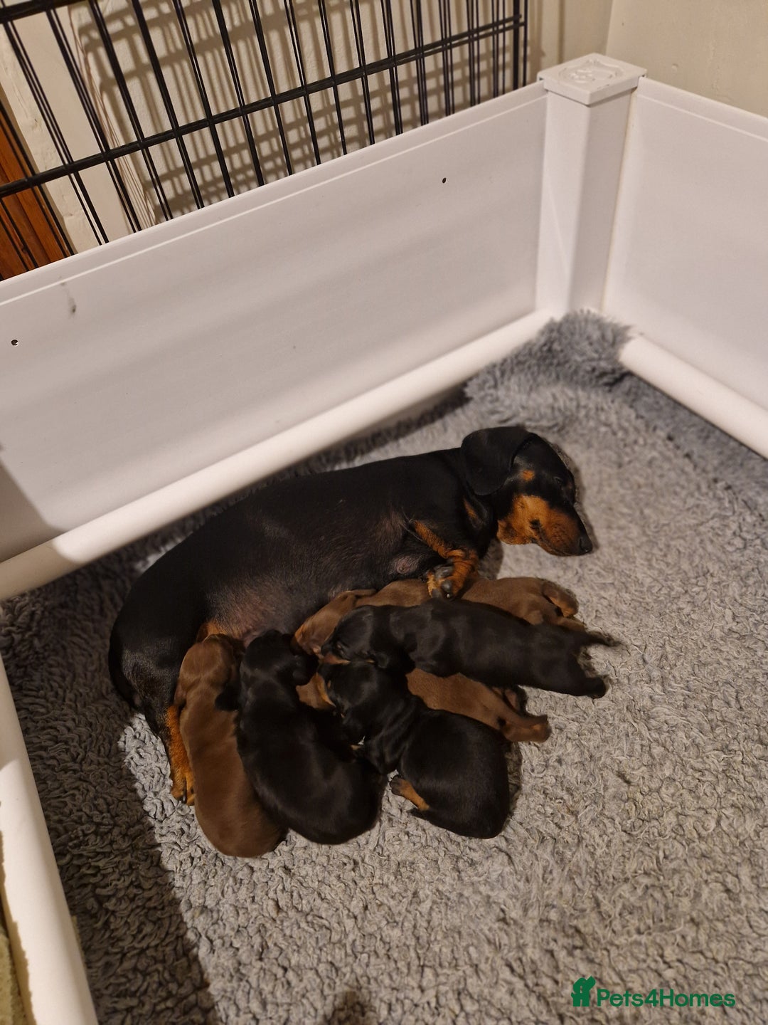 Miniature Dachshund dogs for sale: Kc reg PRA clear miniature dachshund puppies  - Image 9