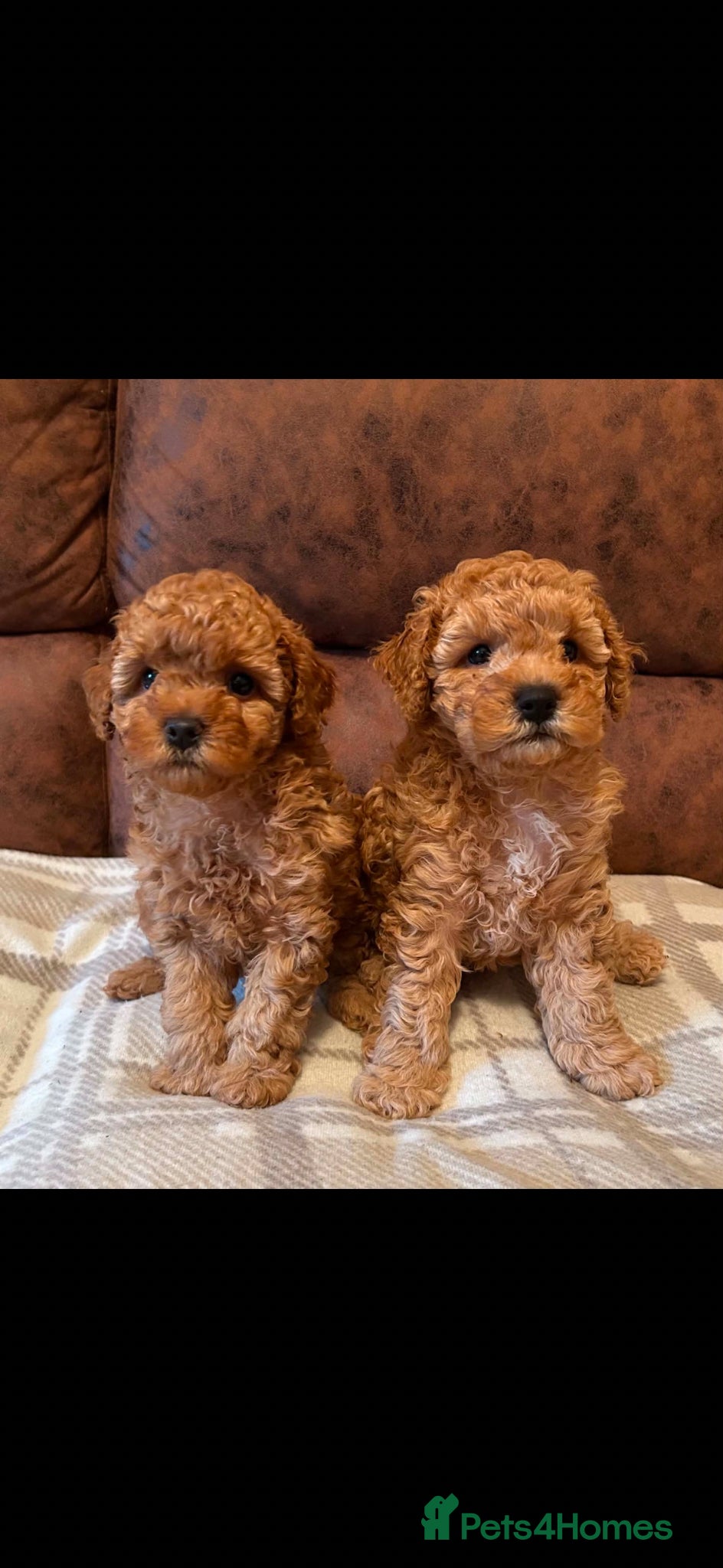 Cockapoo dogs Cockapoo - Advert 1
