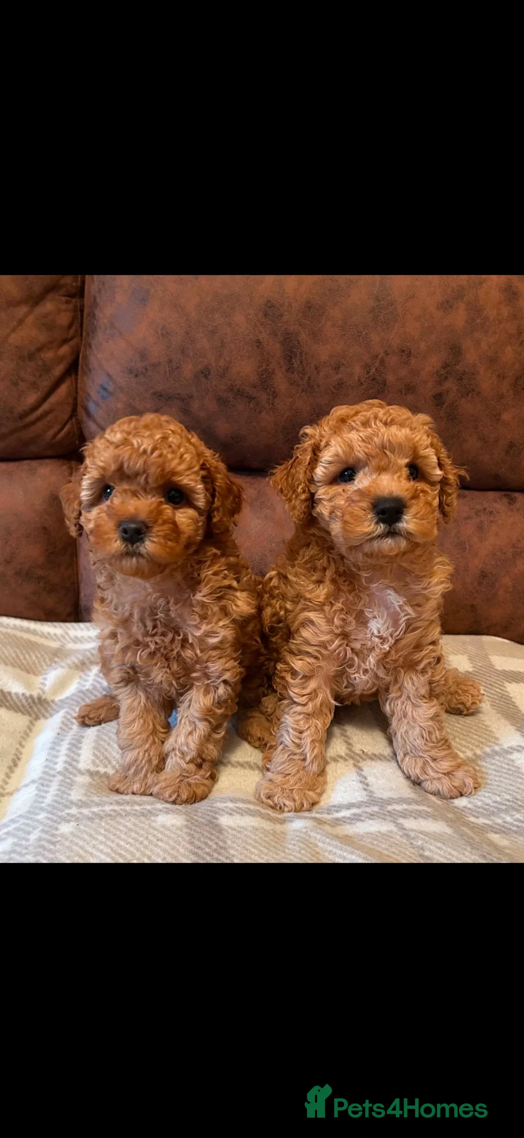 Cockapoo dogs for sale: Cockapoo - Advert 1