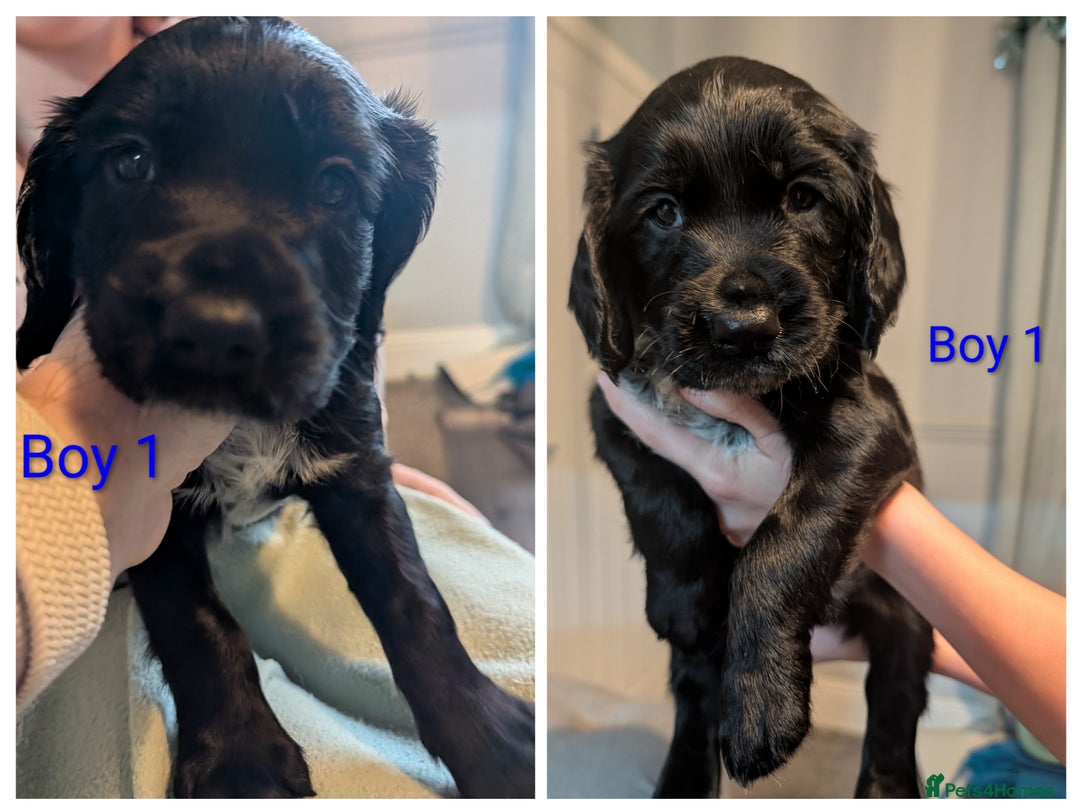 Sprocker dogs for sale: Chunky Sprocker Spaniel puppies - Advert 10