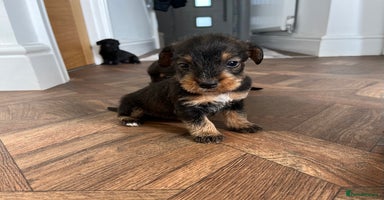 Mixed Breed dogs - Advert 2