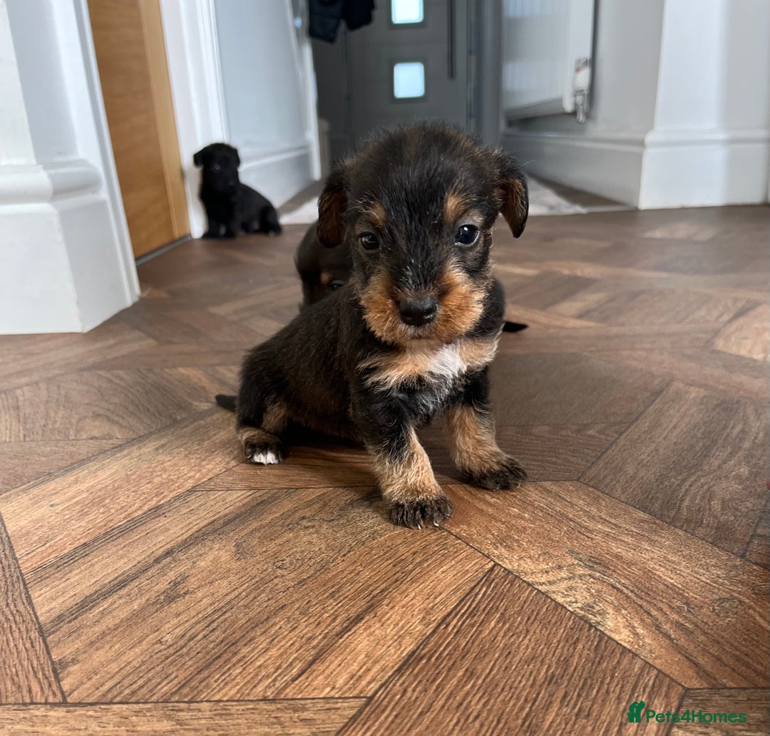 Mixed Breed dogs for sale: Wirehaired Jack Russell X wirehaired dachshund  - Image 3