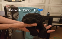 Cockapoo dogs for sale: Cockerpoo pups - Image 5