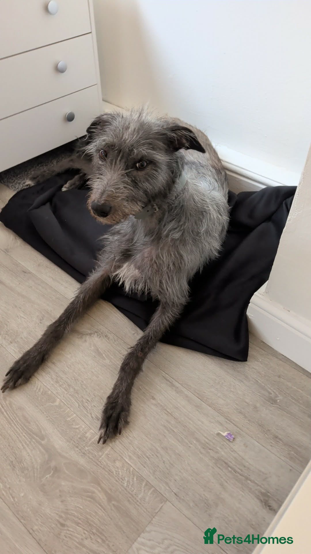 Mixed Breed dogs Deerhound X beddy whippet terrier  - Advert 4