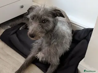 Mixed Breed dogs Deerhound X beddy whippet terrier - Advert 1