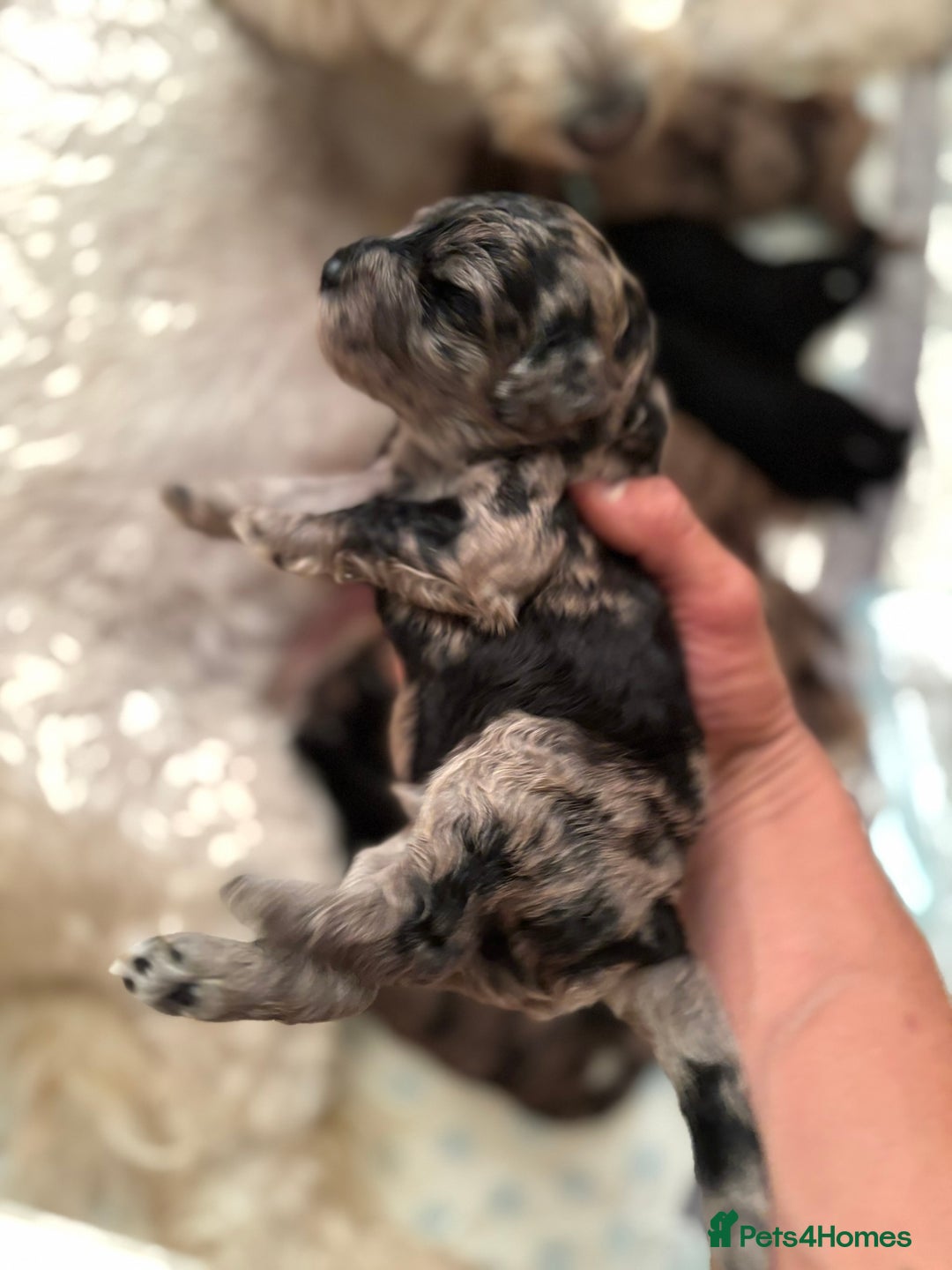 Goldendoodle dogs for sale: F1B Goldendoodle Puppies – Merle & Black – Essex - Image 6