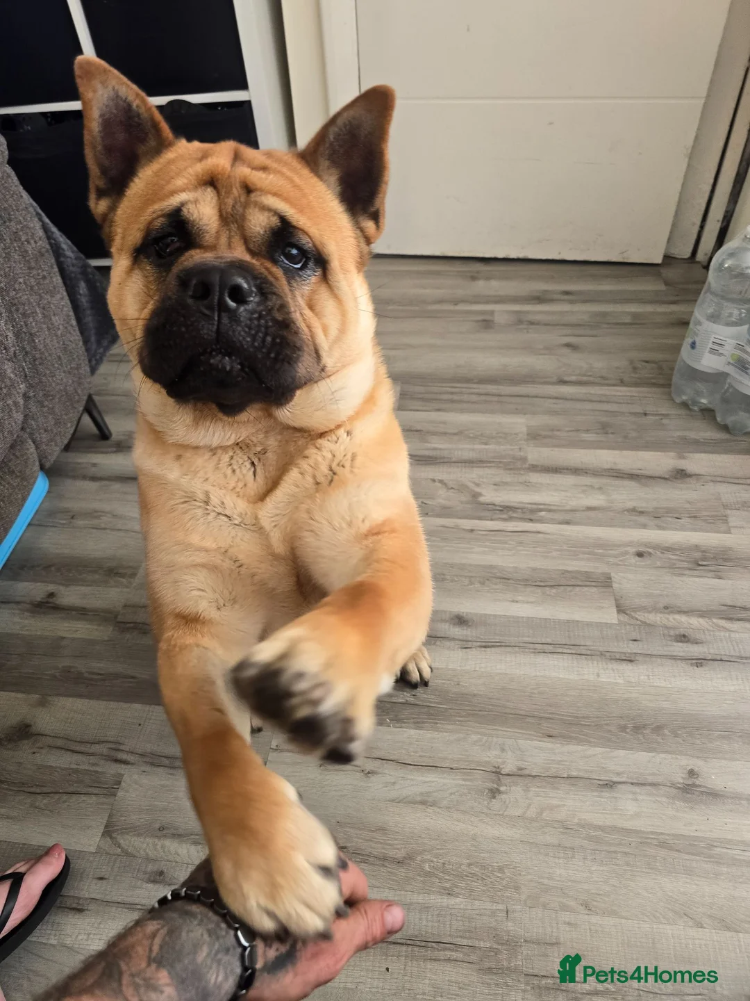 Mixed Breed dogs for sale: Bear ( free to take away from tomorrow) - Advert 1
