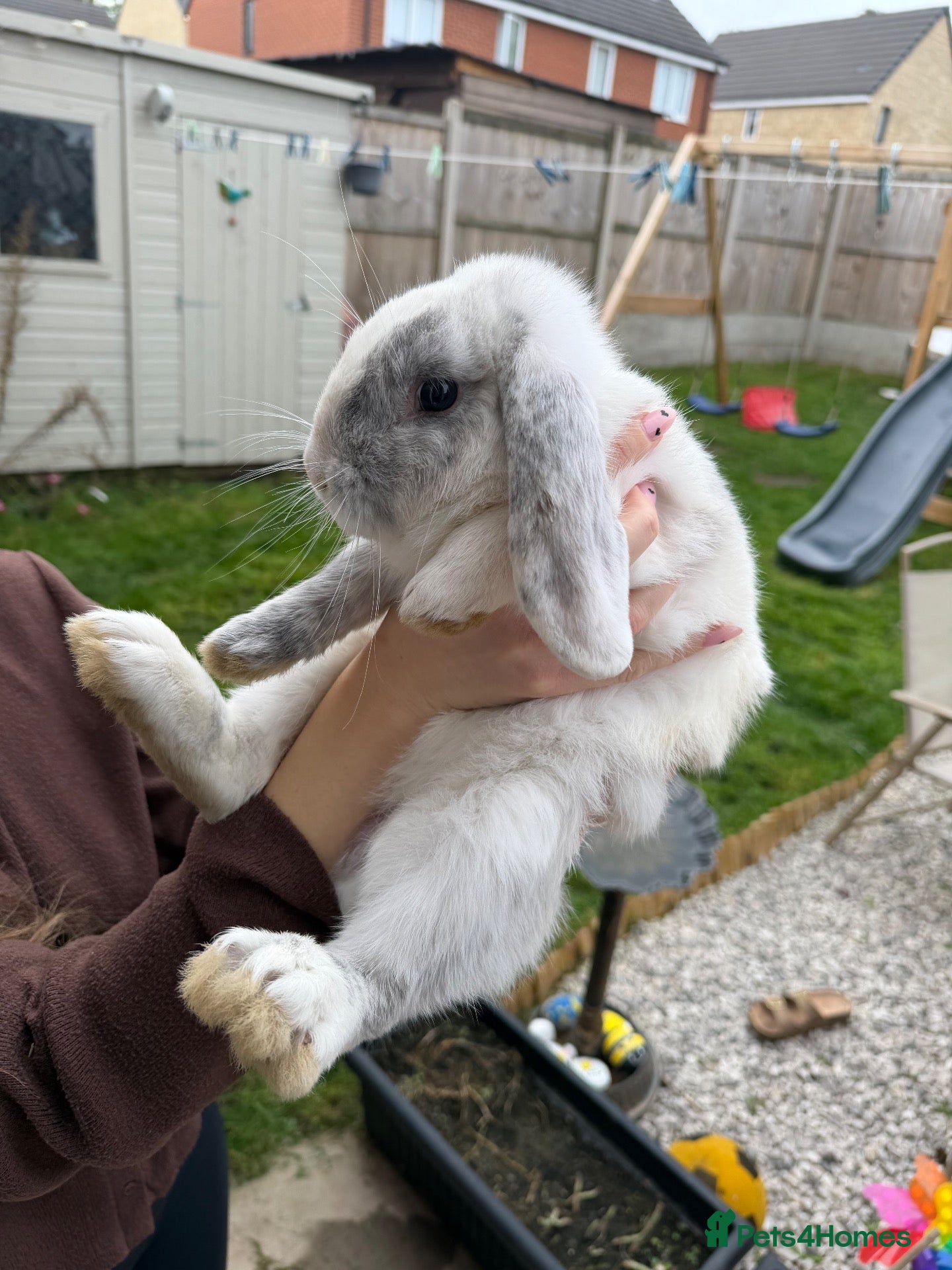 Mini Lop rabbits Harlequin Mini Lops  - Advert 14