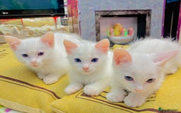 Ragdoll cats for sale: Beautiful Ragdol - Image 5