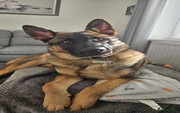 German Shepherd dogs for sale: 1 year old male german shepherd - Image 2