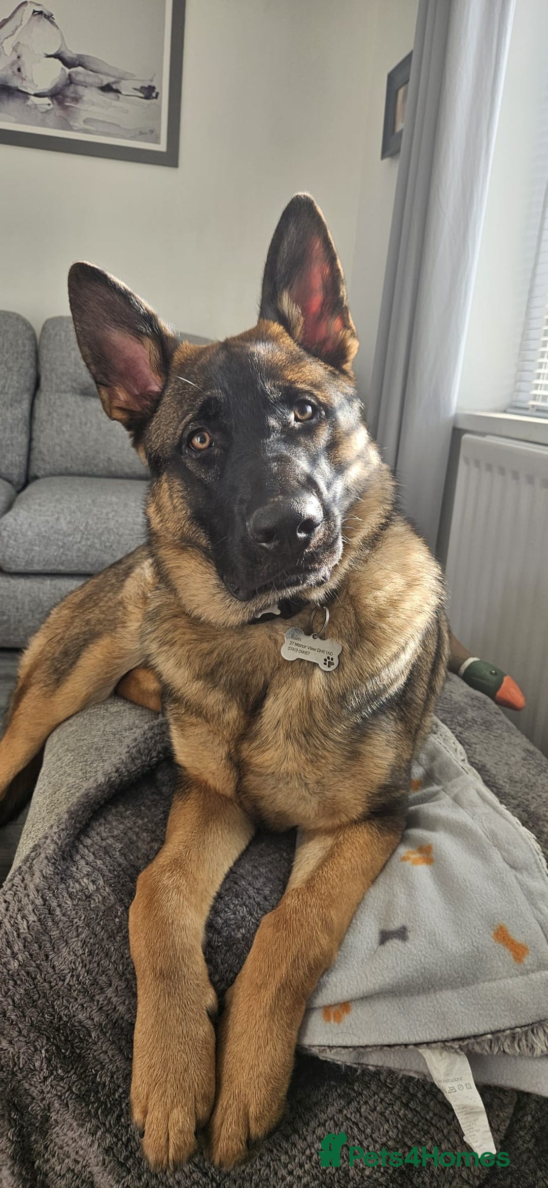 German Shepherd dogs for sale: 1 year old male german shepherd - Image 2