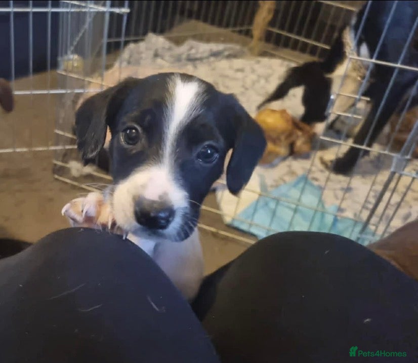 Mixed Breed dogs Springer spaniel lurcher puppies - Advert 3