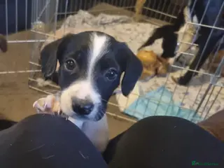 Mixed Breed dogs Springer spaniel lurcher puppies - Advert 2