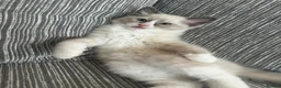 Ragdoll cats for sale: Beautiful pure Ragdolls Female and Male - Advert 7