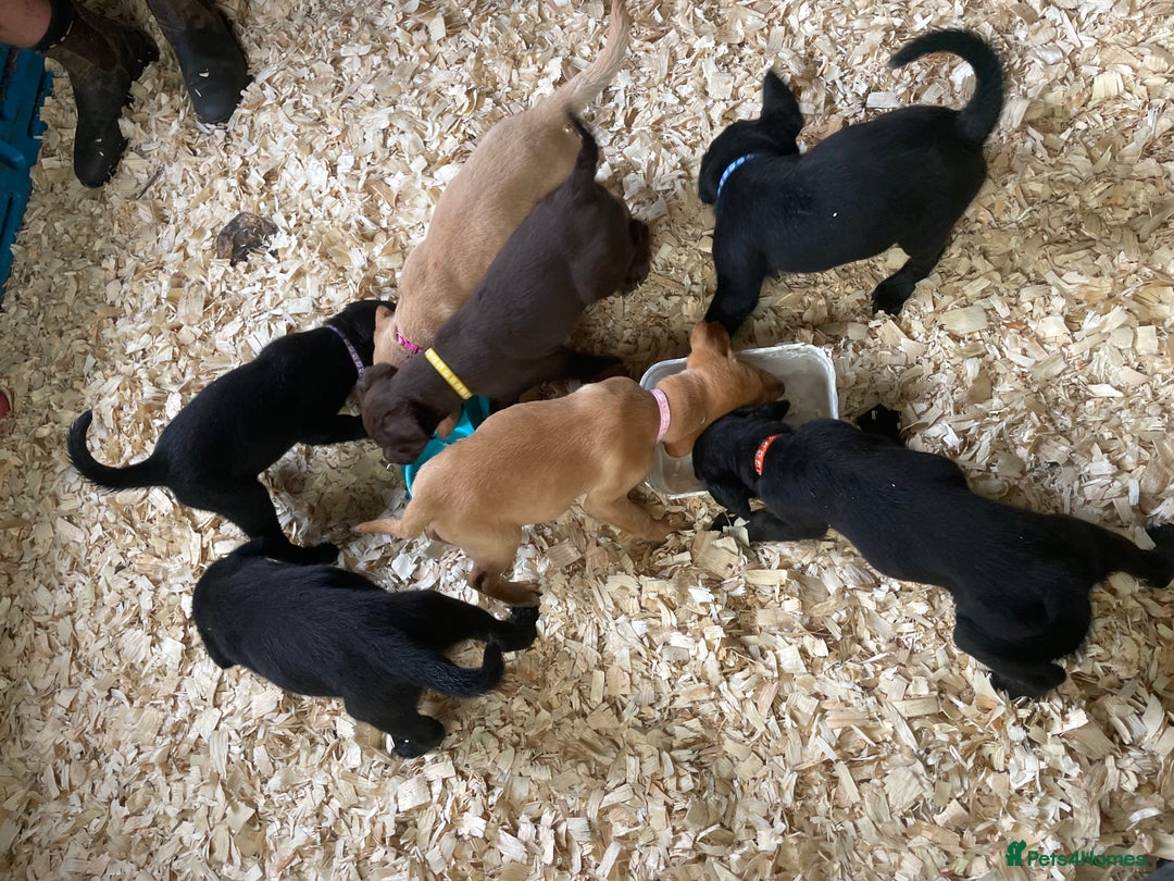 Mixed Breed dogs for sale:  8 Kelpie x labrador Puppies for sale  - Image 7