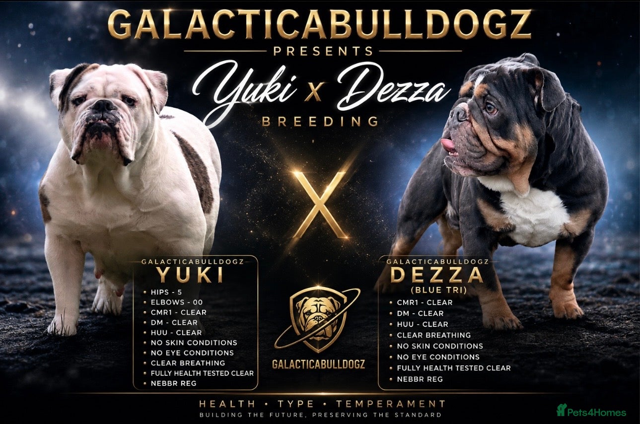 English Bulldog dogs for sale: 🐾 EXCEPTIONAL OLDE ENGLISH BULLDOG PUPPIES 🐾 - Advert 1