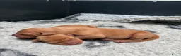 Hungarian Vizsla dogs for sale: Hungarian Vizsla bitch puppies - Advert 6
