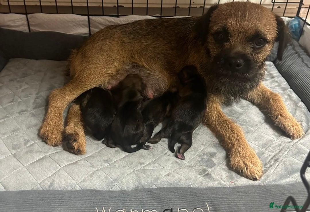 Border Terrier dogs for sale: Stunning litter of border terrier puppies  - Image 9