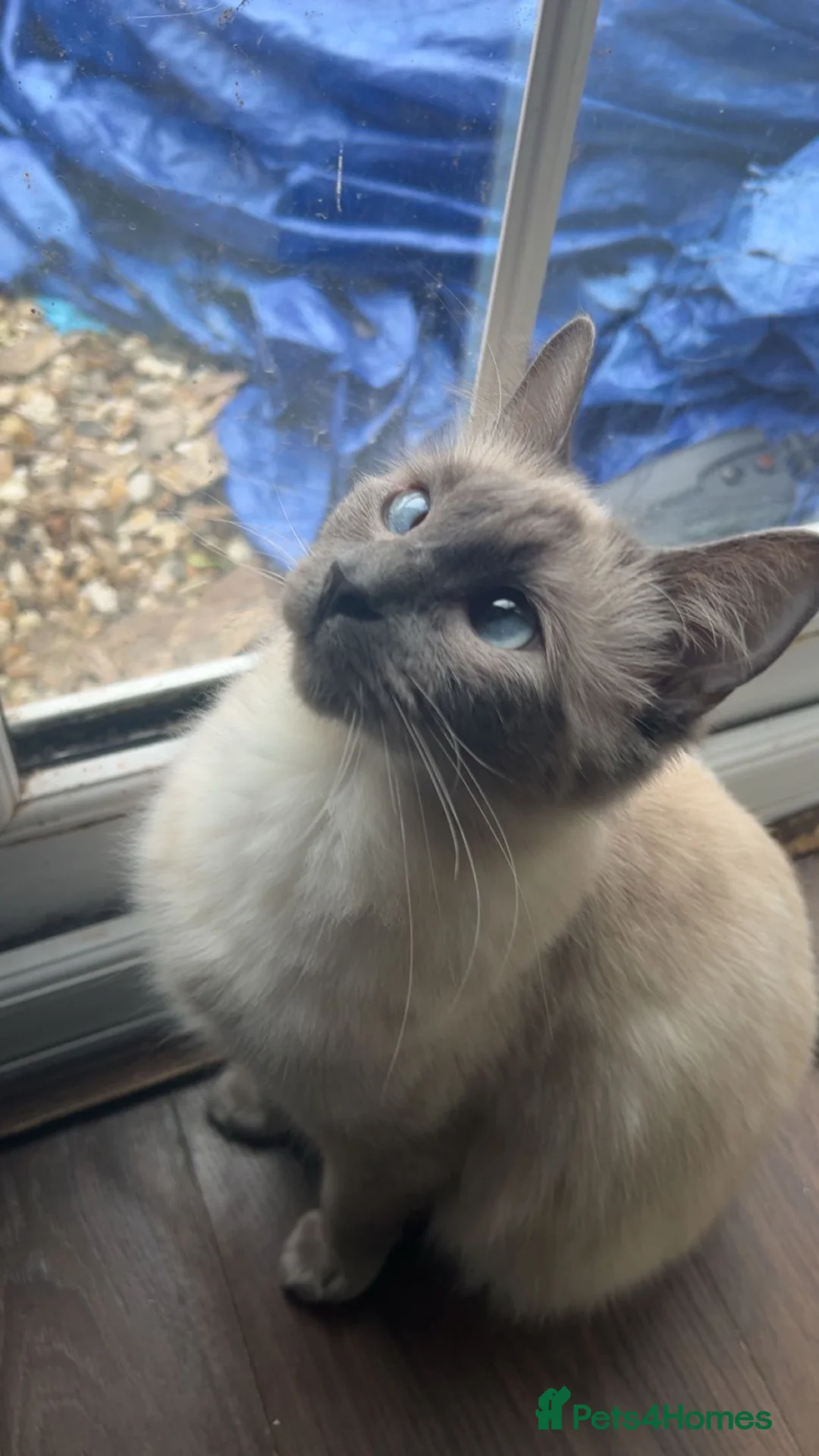 Ragdoll cats for sale: Beautiful kitten - Advert 9