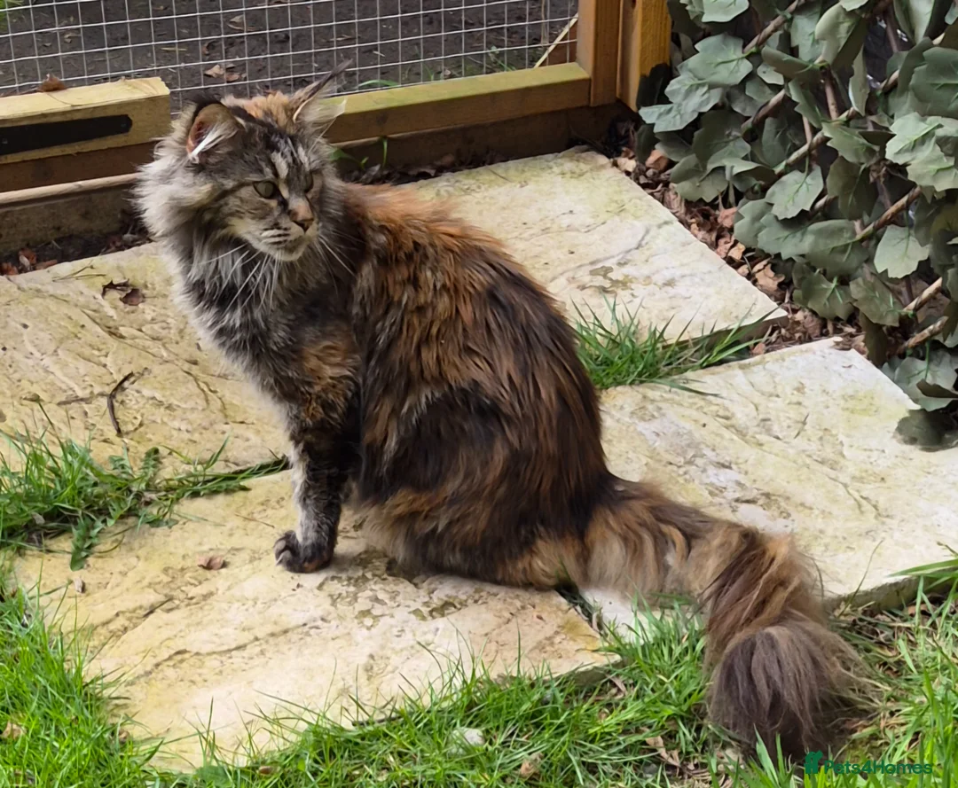 Maine Coon cats for sale: Large Female Maine Coon Gccf reg - Advert 2