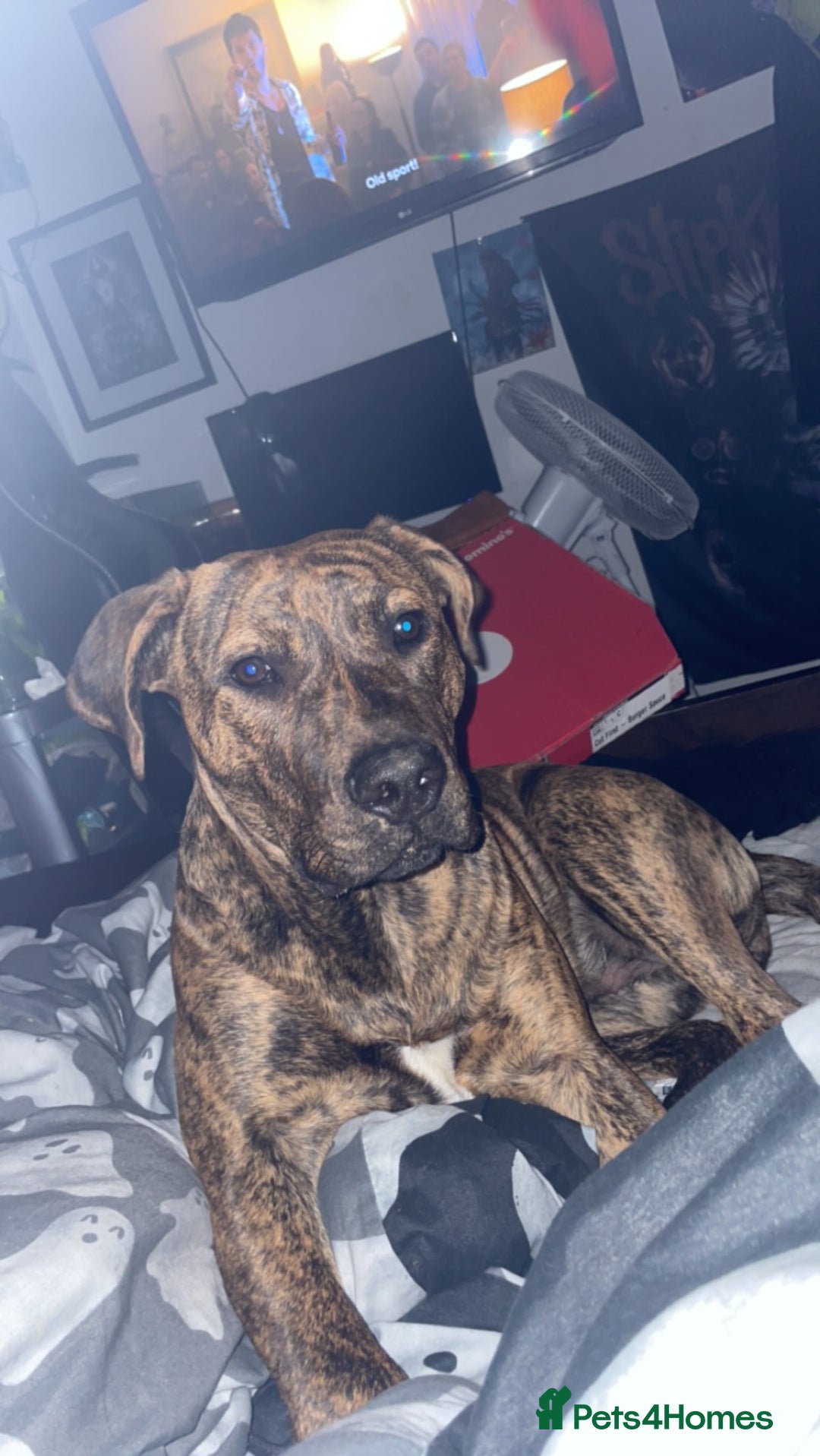 Presa Canario dogs for sale: Pressa canario cross  in Bilston - Image 1