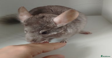Chinchilla rodents - Advert 15
